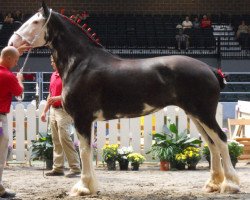 horse Darchangels Valentine Heart (Clydesdale, 2003, from Dew Ridge Prince 2nd)