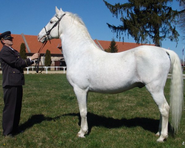 stallion Conversano Toscana II 502 (Lipizzaner, 1988, from 610 Conversano Trompeta XII)