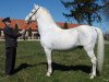 stallion Conversano Toscana II 502 (Lipizzaner, 1988, from 610 Conversano Trompeta XII)