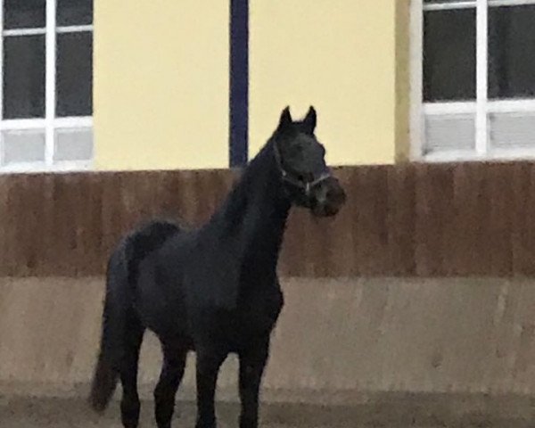 dressage horse Faretino (Rhinelander, 2017, from Federico Fellini)