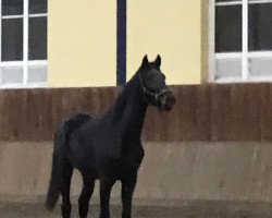 dressage horse Faretino (Rhinelander, 2017, from Federico Fellini)