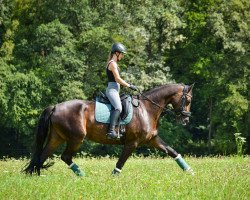 dressage horse Rosebud (Württemberger, 2011, from Glock's Romanov)