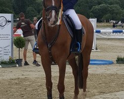 jumper Fbi 5 (KWPN (Royal Dutch Sporthorse), 2010, from Carthino Z)