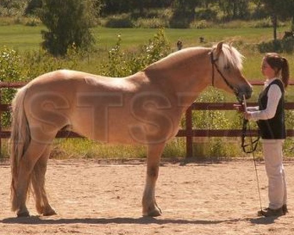 broodmare Lykkesmindes Lærke (Fjord Horse, 1997, from Pikant Halsnæs )