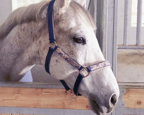 horse Indigo (Trakehner, 2003, from Korado)