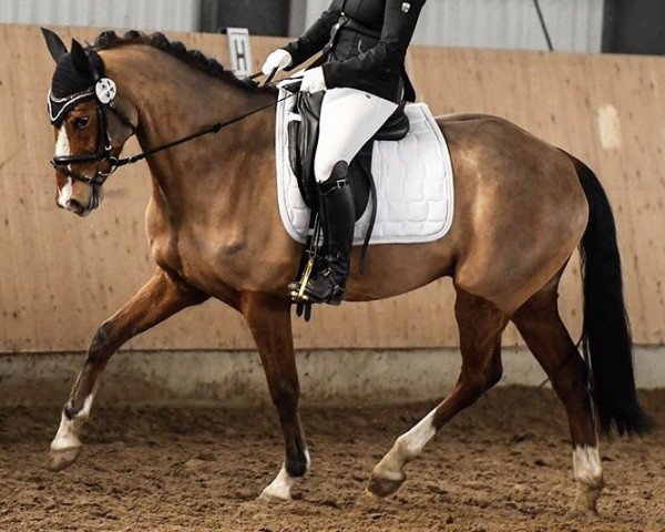 dressage horse Mon Coeur 23 (German Riding Pony, 2012, from The Braes My Mobility)