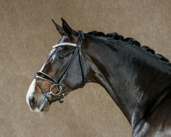 stallion Sonnentanz 9 (Westphalian, 2012, from Sorento OLD)