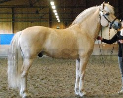 stallion Aslan 255 (Fjord Horse, 2005, from Idon Busklund)