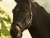 dressage horse Sirius HR (Hanoverian, 2015, from Scolari)