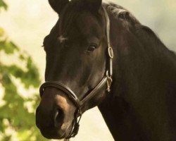 dressage horse Sirius HR (Hanoverian, 2015, from Scolari)