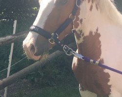 horse Wolkenfee (German Riding Pony, 2008)