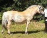 broodmare Björkhems Tara (Fjord Horse, 1999, from Alexander Lukas)