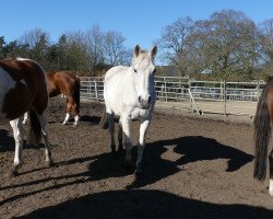 broodmare Valerie II (Holsteiner, 2005, from Cassini II)