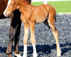 broodmare Belle Courage ANW (Hanoverian, 2020, from Bon Courage 4)