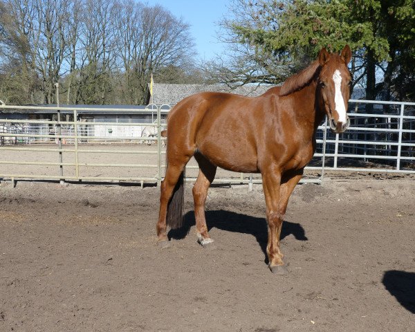 broodmare Cellestina (German Sport Horse, 2010, from Chap 47)