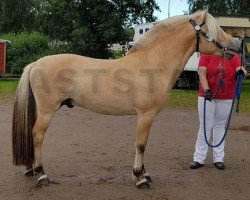 horse Eromir Frö (Fjord Horse, 2016, from Efin)