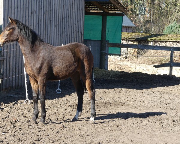 Springpferd Thea KW (Deutsches Reitpferd, 2018, von Louvre S)