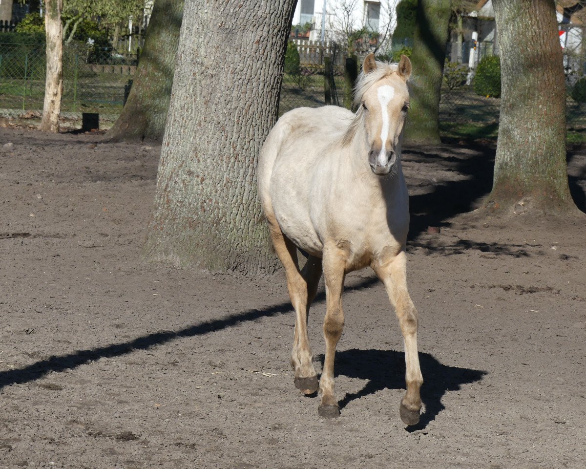 Zuchtstute Goldmarie KW (Deutsches Reitpony, 2018, von Golden Grey NRW)