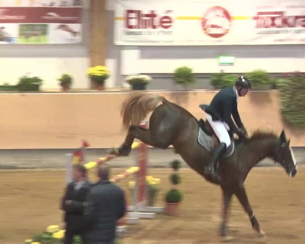 Reitturnier München-Riem 2015