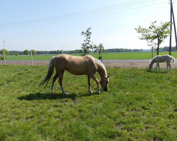 broodmare Nala (German Riding Pony, 2015, from Crown Charm of Royal)