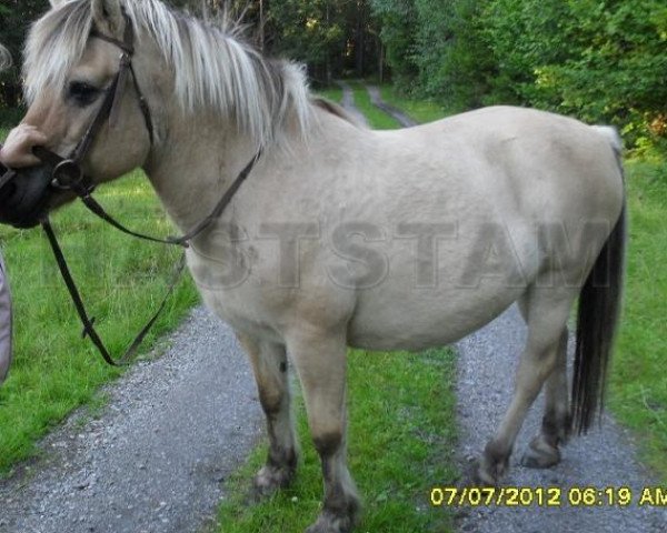 broodmare Torps Heida (Fjord Horse, 1989, from Heiden N.1826)