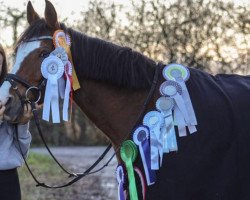 dressage horse Nanuk 79 (German Riding Pony, 2005, from Nantano)