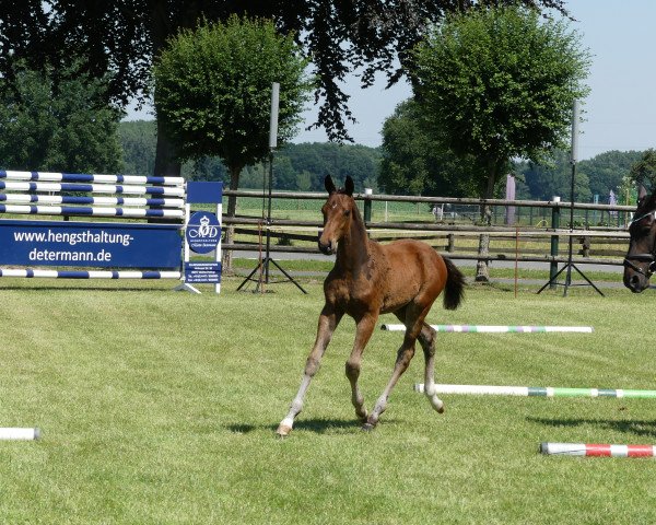 horse Löwenherz KW (Oldenburg, 2019, from Landfein)