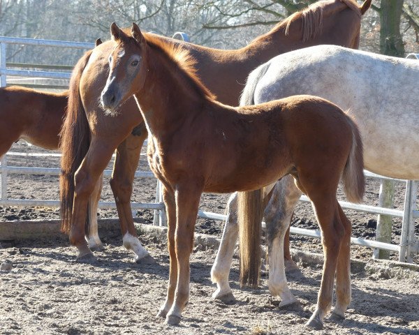 Pferd Spielfreude KW (Oldenburger, 2019, von Landfein)