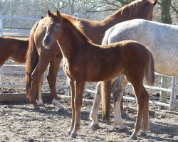 horse Spielfreude KW (Oldenburger, 2019, from Landfein)