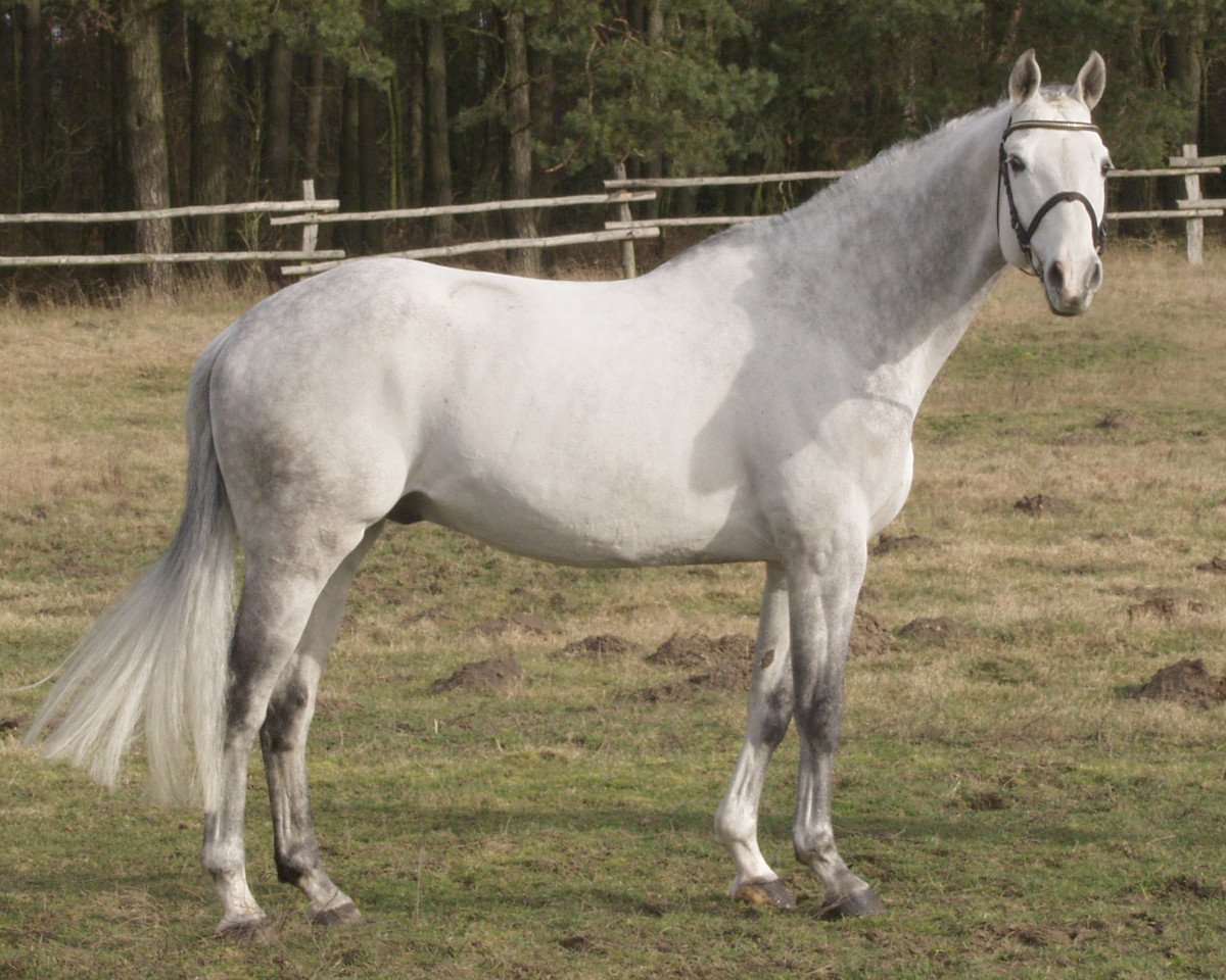 stallion Chamberlain D (Zweibrücken, 1996, from Cash)