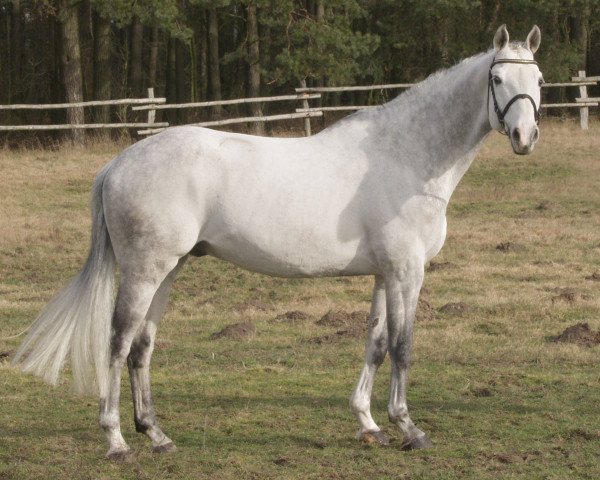 stallion Chamberlain D (Zweibrücken, 1996, from Cash)