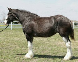 broodmare Joseph Lake's Danika (Clydesdale, 2011, from Tartan Macleod)