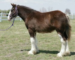 horse Danika's Sophie Claire (Clydesdale, 2017, from Somewhere Doc's Blackun Decker)