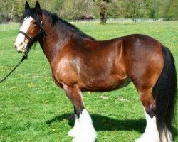 horse Dakota Scarlett Amber (Clydesdale, 1998, from Brady 32654)