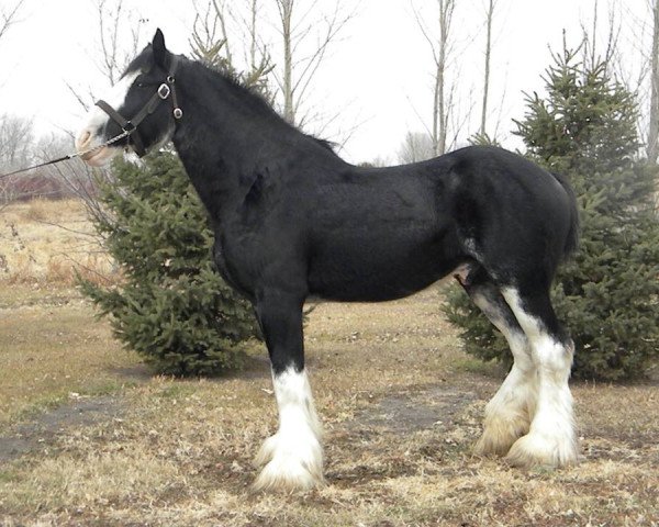 stallion Donegal Liberty Bell (Clydesdale, 2007, from Donegal Enhancer)