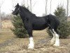 stallion Donegal Liberty Bell (Clydesdale, 2007, from Donegal Enhancer)