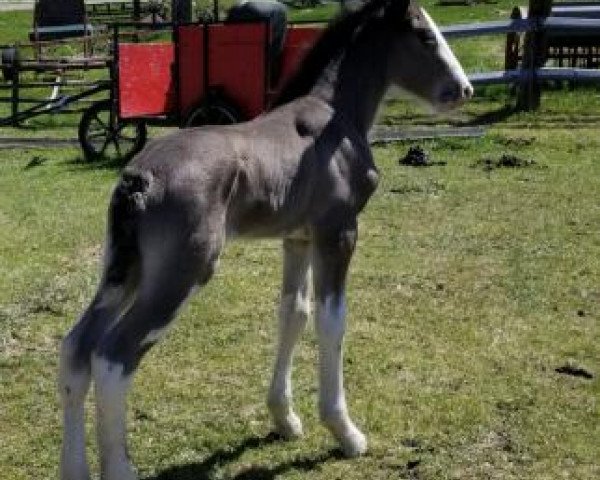 Pferd Dakota Pinot Noir (Clydesdale, 2018, von Donegal Liberty Bell)