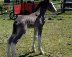 Pferd Dakota Pinot Noir (Clydesdale, 2018, von Donegal Liberty Bell)