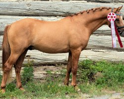 Dressurpferd Branley Ash Dynasty (Deutsches Reitpony, 2017, von Dimension AT NRW)