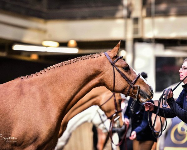 broodmare Georgina (German Riding Pony, 2012, from Dornik B)