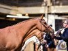 broodmare Georgina (German Riding Pony, 2012, from Dornik B)