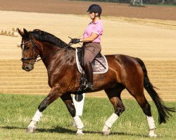 dressage horse Elms P (Sachs-door. Heavy Warmbl., 2009, from Excellent)