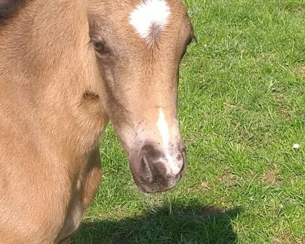 jumper Conrad van Dyke (German Riding Pony, 2019, from Cadlanvalley Sir Ivanhoe)