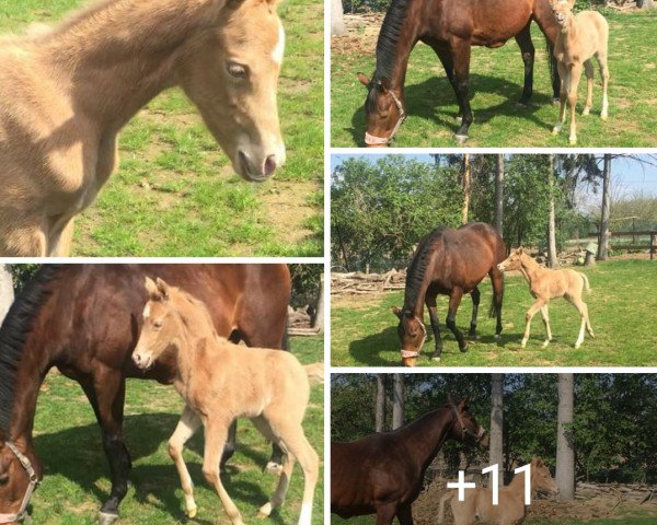 jumper Proud Breeding Chupa Chups (German Riding Pony, 2019, from Cadlanvalley Sir Ivanhoe)