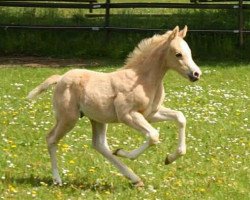 jumper Caspari B (Little German Riding Horse, 2019, from Cadlanvalley Sir Ivanhoe)