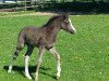 Springpferd CC Colour of Sensation (Deutsches Reitpony, 2019, von Cadlanvalley Sir Ivanhoe)