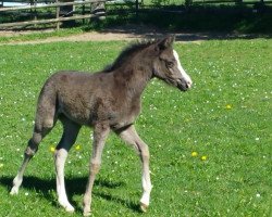 Springpferd CC Colour of Sensation (Deutsches Reitpony, 2019, von Cadlanvalley Sir Ivanhoe)