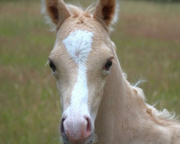 Deckhengst Sir Quaterback B (Kleines deutsches Reitpferd, 2019, von Cadlanvalley Sir Ivanhoe)