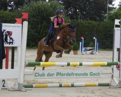 broodmare Qillianca van den Hoek (Belgian Riding Pony, 2012, from Rakker L)