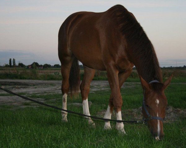 dressage horse KALANDO (KWPN (Royal Dutch Sporthorse), 2015, from Galaxie)